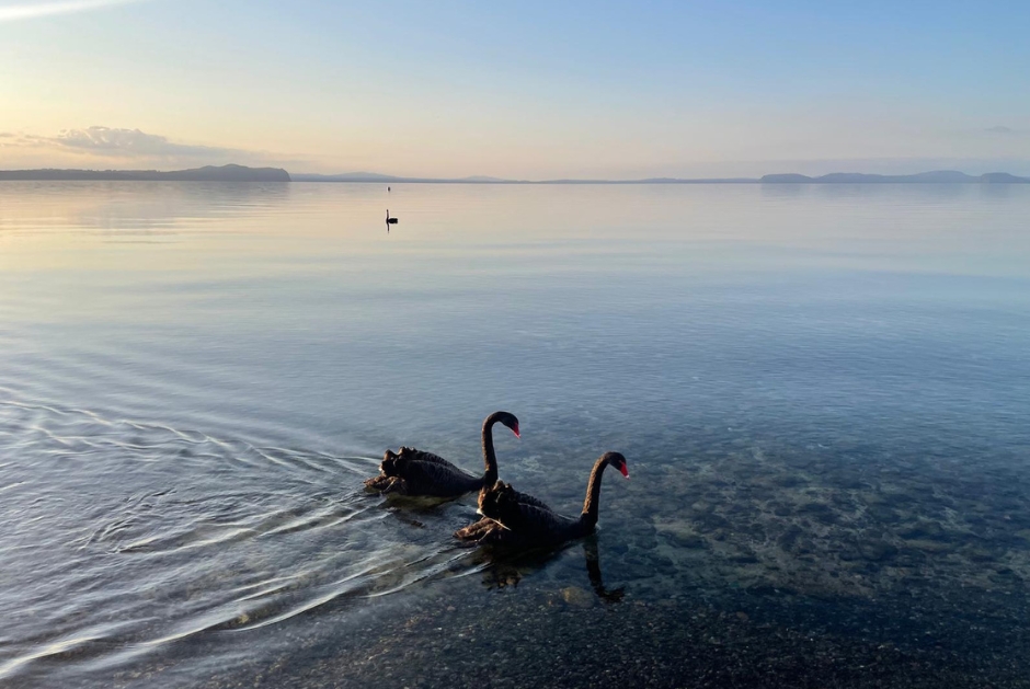 The Point Villas Taupo - Lake Taupo Swans