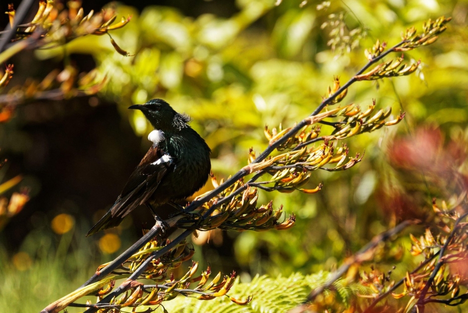 The Point Villas Taupo - Tui Singing